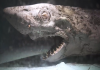 废弃水族馆惊现“僵尸”鲨鱼 恐怖片的素材又增加了，僵尸鲨鱼