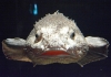 “全球最丑生物”亮相日本 它其实并不真的丑，世界上最丑的鱼