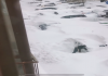 破纪录大雪直接淹没一楼！内蒙古通辽市民开启雪中挖车模式，通辽大雪