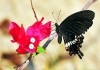 【每日学摄影】如何把蝴蝶拍的更好看   最详细的摄影教程分享，蝴蝶拍