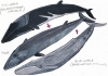 蓝鲸体内居然发现3.5%长须鲸基因！同伴太少、无奈跨种繁殖，择偶观