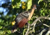 圭亚那国鸟：“臭名远扬”的麝雉，麝雉