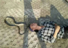 印尼耍蛇人表演时试图亲吻蛇被咬死 眼镜王蛇有多毒：一滴致命，耍蛇
