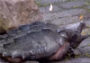 重庆寺庙放生池发现巨型怪龟：重达50斤十分凶恶，大凶